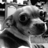 pizzz's profile picture