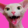 El gato rosa profil fotoğrafı