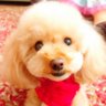 ココちゃんまん profil fotoğrafı