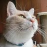 Фото профиля Mew*Mew