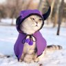 ᵖˡˢ แมวม่วงกระต่ายน้อยของหมวดลมเด็กเลี้ยงน้องคีย์ profil fotoğrafı