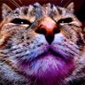 Philanthropanther profil fotoğrafı