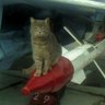 Military Cat 的头像