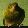 Soulframe Enjoyer's profile picture