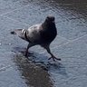 Woolwich Pigeon 的头像