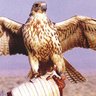 الشاهين ..! profil fotoğrafı