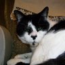 Toby the Cat (Ipswich)🦎🦎🦇🦇🌳 的头像