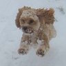 Profilbild von Flying Dog