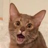 Tuomas's profile picture