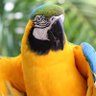 Parroted Words 的头像