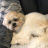 Profilbild von Auston White