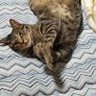 tada's profile picture