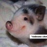 Radosny Chrumkacz's profile picture