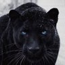 Snow profil fotoğrafı