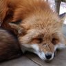 クマキチ profil fotoğrafı