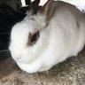 Profilbild von うさニャン🐰