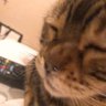 パンダ 的头像