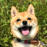 Satoshi Iwata 的头像