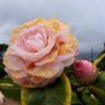 Фото профиля Laura 🌺🌹
