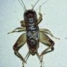 Profilbild von 蟋蟀🦗