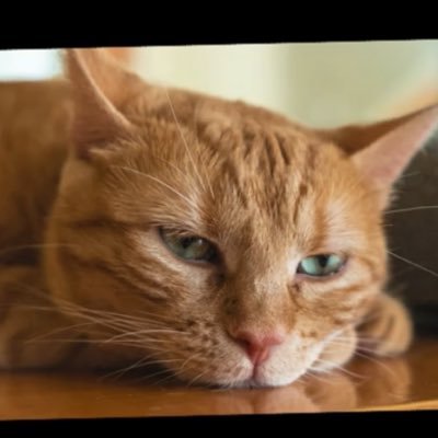 big_ear_cat's profile picture
