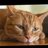 梁家河大耳朵亲自指挥猫妹掀锅盖's profile picture