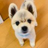 ミカ's profile picture