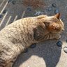 サイバスター🐈's profile picture