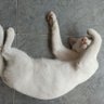 Фото профиля Godsmiddlefinger