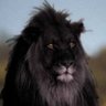 IAM Constantine's profile picture