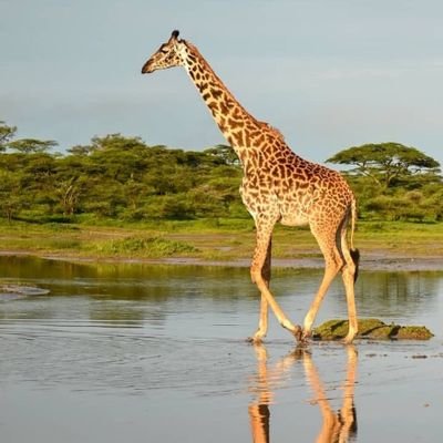 Visit Tanzania's profile picture