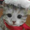 Profilbild von チェリースター