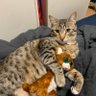 kitter's profile picture