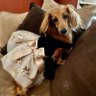 Dora Majkowski's profile picture