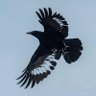 Crow_3's profile picture