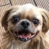 しんしん profil fotoğrafı