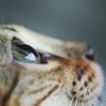 Фото профиля 名古屋の猫