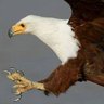 KARTAL🏳🏴PENÇESİ🦅's profile picture