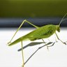 Animalitos verdes's profile picture