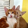 Harley & Fuego 🐾🐱😸🐾 🇺🇸 的头像