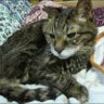 Profilbild von ひなた猫
