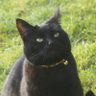 Janie & Sooty's profile picture