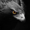 Black Eagle M.A. 的头像