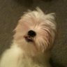 Profilbild von Ulious