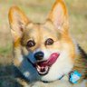 Тузик с грелкö‎й's profile picture
