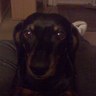 Rebecca Fuggiti's profile picture