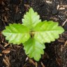 Tabebuia Chrysantha profil fotoğrafı