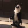 şaşıran kedi profil fotoğrafı