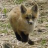 Profilbild von SkippyFoxy