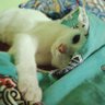 Фото профиля Bobbythecat32.turbo